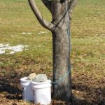 Maple Syrup - Tapping Trees