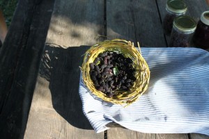 IMG_0050