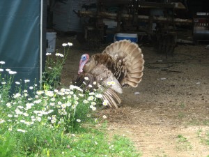 IMG_4688