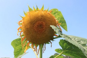 IMG_0652