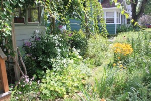 IMG_0669 IMG 0669 - Permaculture Project