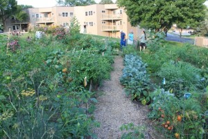 IMG_0702 IMG 0702 - Permaculture Project
