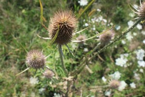IMG_0842