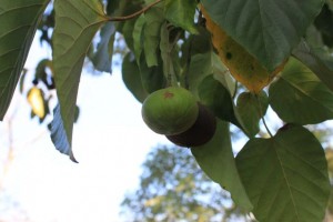 IMG_1112