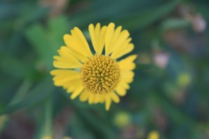 IMG_1363