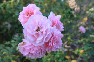 IMG_1365