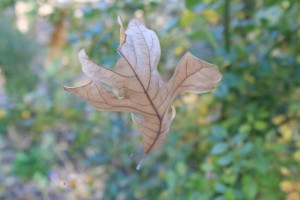 IMG_1366