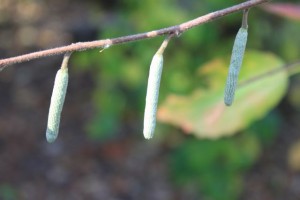 IMG_1367