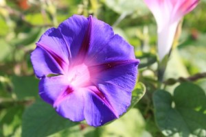 IMG_1369