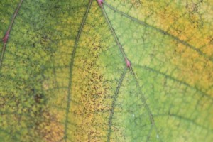 IMG_1392