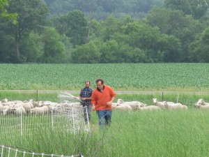 033 Jake and Jeff Move Sheep Fence Crazy Rooster PDC 6-21-2011 IMG_0678