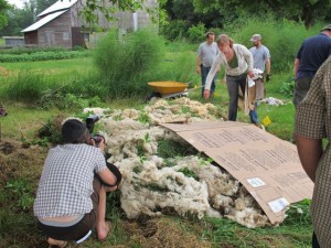 068 Wool Sheet Mulch Crazy Rooster PDC 6-21-2011 IMG_0751