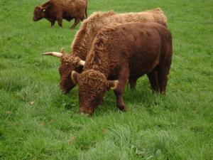 HF_dexter cattle.img_assist_custom-300x225