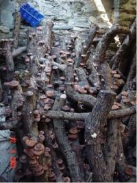 KF_old buildings provide space for mushrooms.img_assist_custom-200x267