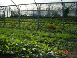 KF_polytunnel.img_assist_custom-300x226