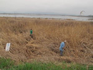 2012-03-23 001 jared and joe harvesting reeds IMG_3736