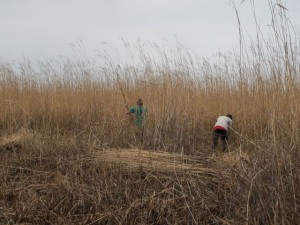 2012-03-23 014 jarad and isaac cut reeds IMG_3768(1)