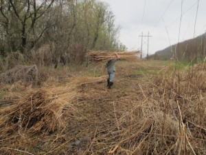 2012-03-23 015 lou george carries reed bundles out IMG_3766(2)