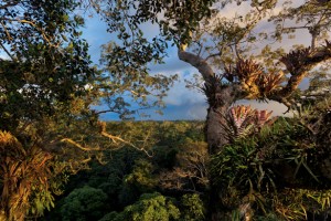 kapok-tree-bromedliads-615