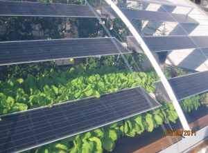 solar-aquaponics-300x222