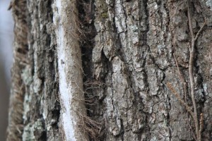 IMG_4495