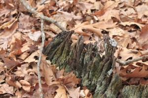IMG_4519