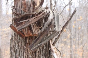 IMG_4520
