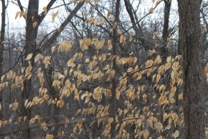 IMG_4530
