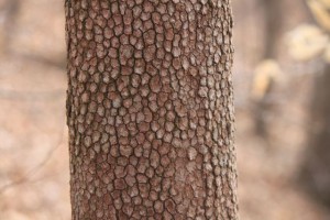 IMG_4534