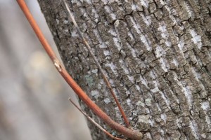 IMG_4536