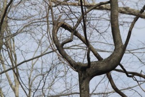 IMG_4547