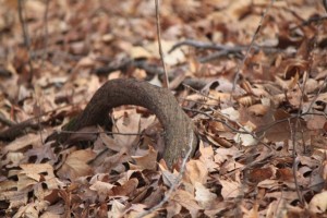 IMG_4551
