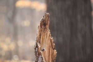 IMG_4561