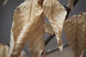 IMG_4562