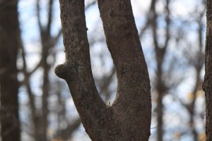 IMG_4582