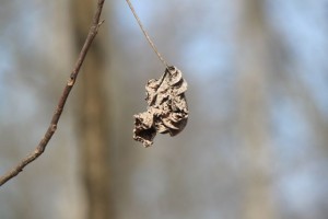 IMG_4588