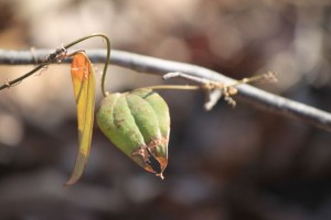 IMG_4590