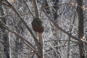 IMG_4594