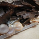 DSCN0059