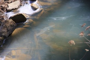 IMG_0010