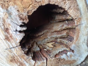 photo(11)