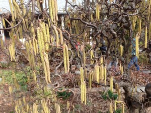 photo(15)