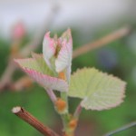 IMG_0060