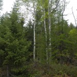 DSCN0115