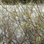 DSCN0124