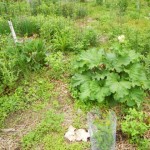 DSCN0145