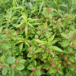 DSCN0147