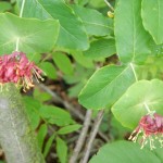 DSCN0152