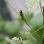 IMG_0119