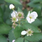 Blackberry Flowers